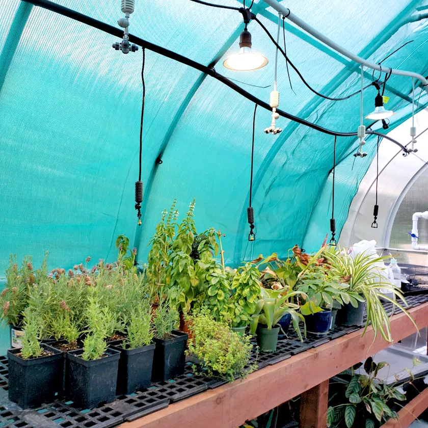 Summer in the Greenhouse: How to Make the Most of It